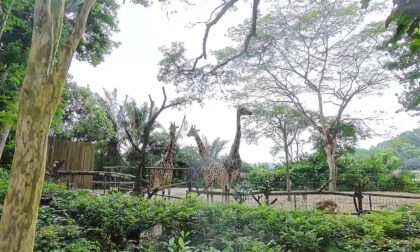 可以看vr的软件免费 Singapore ZOO