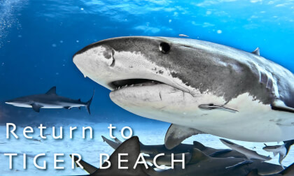 免费VR – Tiger Shark 虎鲨 – RETURN TO TIGER BEACH 3.55GB