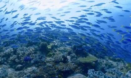 VR视频格式下载 潜水 加勒比海 649MB