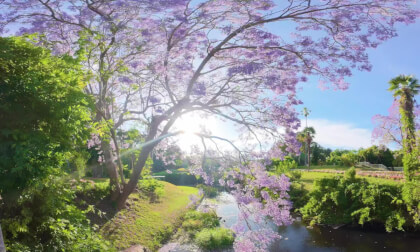 免费VR – 悉尼的蓝花楹 8K 360度视频百度云免费下载